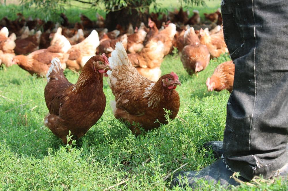 A group of brown hens gather around a farmer's legs.