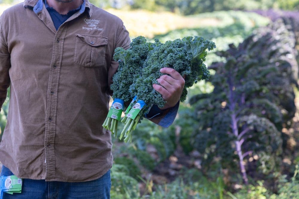 A farmer holds bundles of kale in one arm.