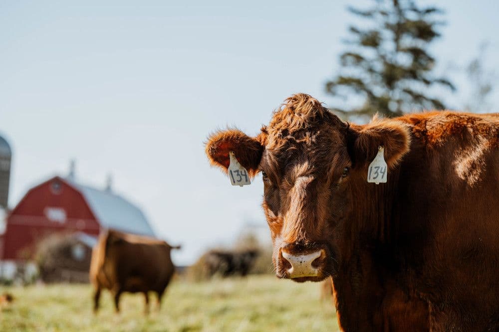A brown beef cow looks directly into the camera.