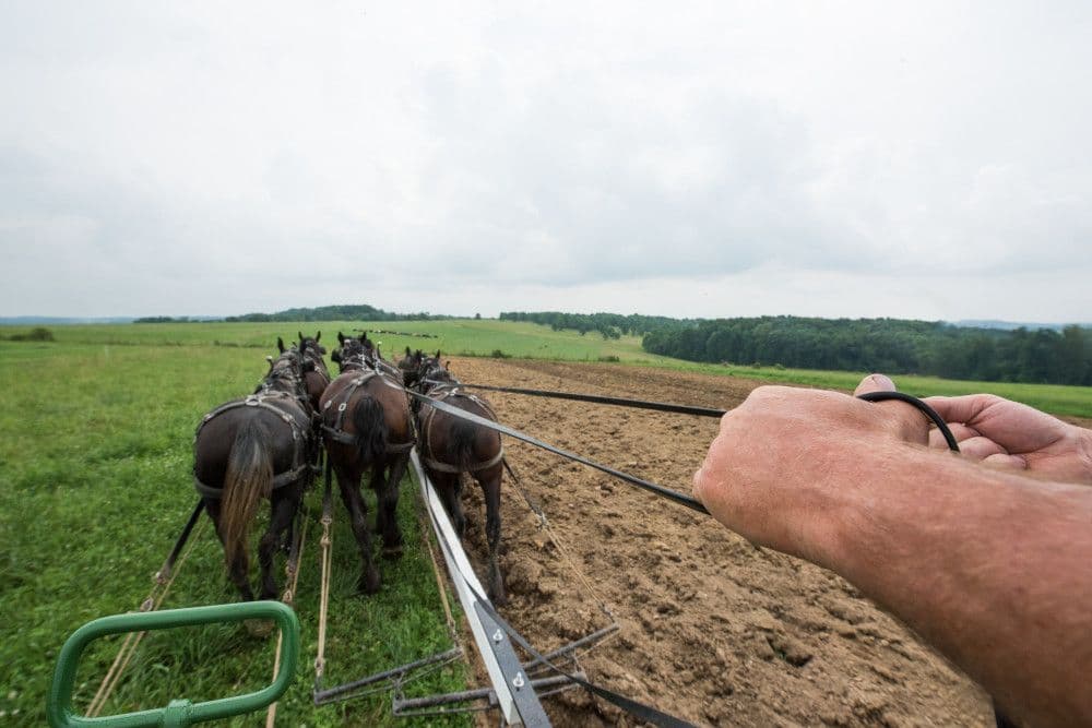 An Amish farmer plowing a field with a horse-drawn plow.